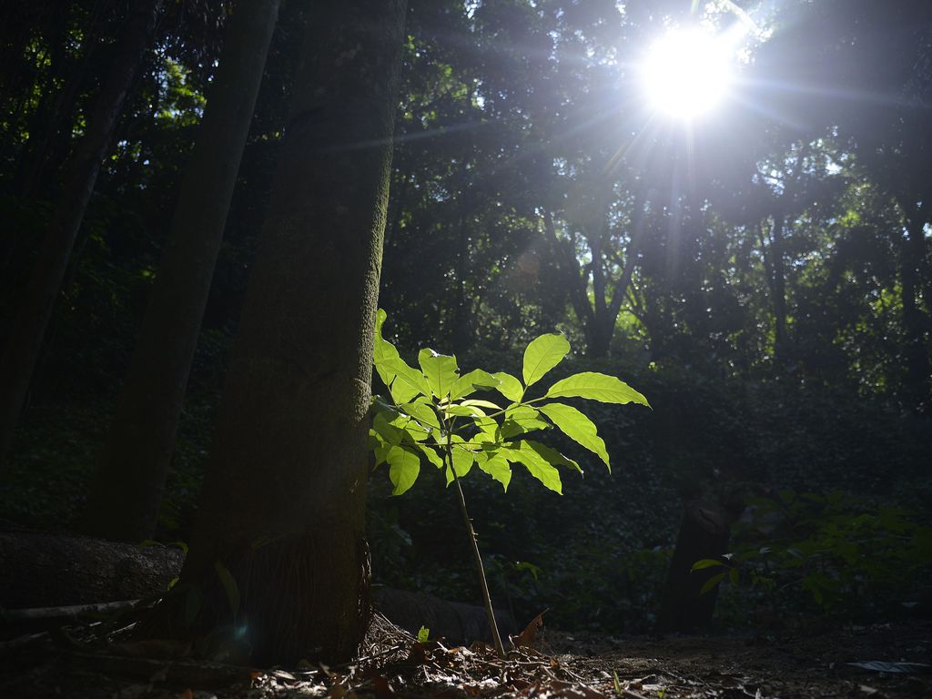 Floresta da Tijuca, no Rio, com mudas de espécies nativas da Mata Atlântica
