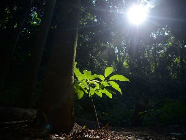 Floresta da Tijuca, no Rio, com mudas de espécies nativas da Mata Atlântica