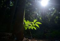 Plantar árvores já é insuficiente para sanar gás carbônico da atmosfera