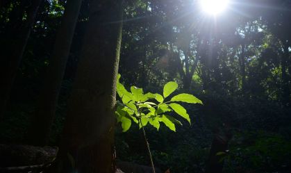 Plantar árvores já é insuficiente para sanar gás carbônico da atmosfera
