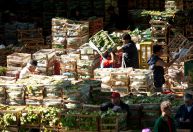 Índice de preços no atacado da Ceagesp recua 0,55% em agosto