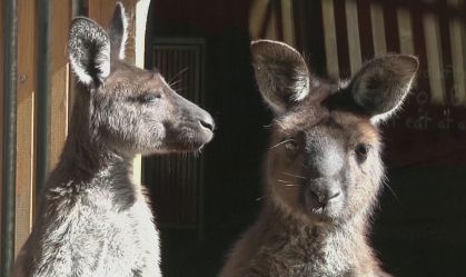 Cangurus podem se comunicar com humanos da mesma forma que os pets, diz estudo