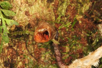 A Gastrodia agnicellus, de Madagascar, foi considerada a orquídea mais feia