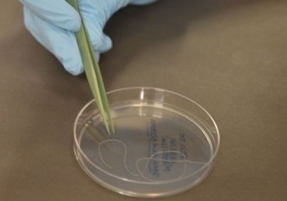Superfungo candida