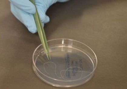 Superfungo candida