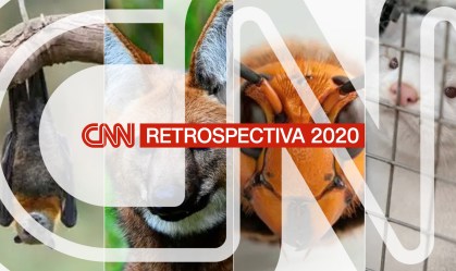Najas, visons, morcegos, pangolins... os bichos que foram notícia em 2020