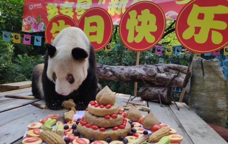 Panda-gigante ‘Xinxing’ morreu aos 38 anos