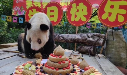 Panda-gigante mais velha do mundo morre em zoológico na China