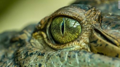 Olhos de crocodilo