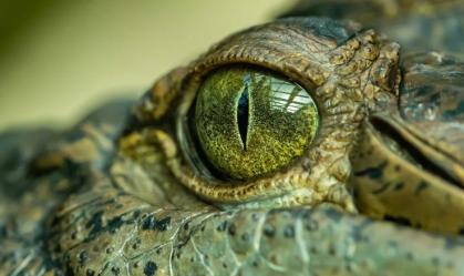 Olhos de crocodilo