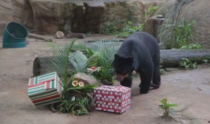 Animais de zoológico no Rio ganham frutas e alimentos de "presente" de Natal