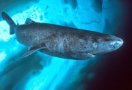 Estudo explica por que tubarão pode viver 400 anos sem ter cânceres