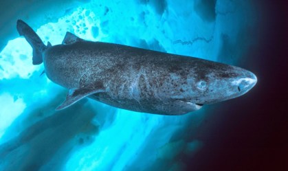 Estudo explica por que tubarão pode viver 400 anos sem ter cânceres