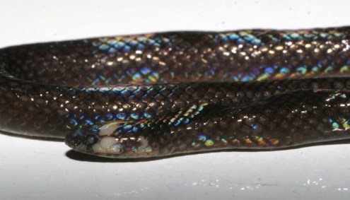 cobra