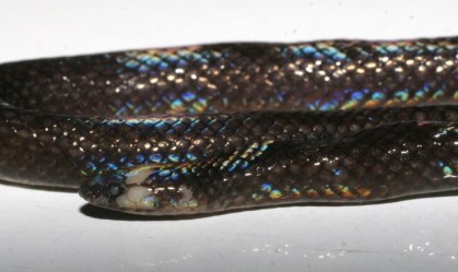 Cientistas descobrem uma nova espécie de cobra que estava à vista de todos