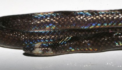 cobra
