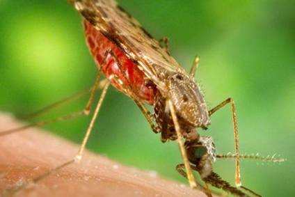 Mosquito Anopheles