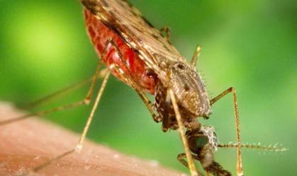 Brasil tem 27 mil casos de malária e segue em ameaça à saúde pública