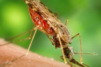 Mosquito Anopheles