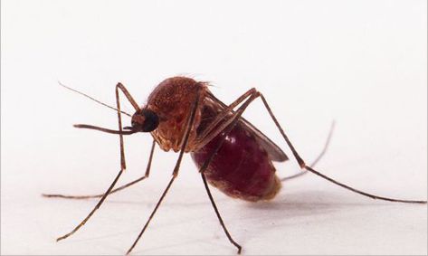 Mosquito Culex, o pernilongo