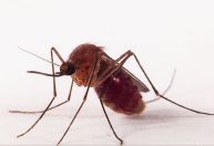 Veja remédios caseiros para coceira de picada de mosquito ou pernilongos