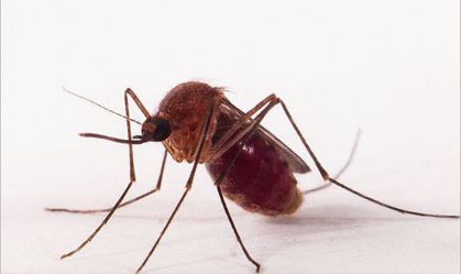 Veja remédios caseiros para coceira de picada de mosquito ou pernilongos