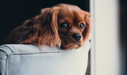 Experiência de vida interfere na comunicação entre cães e humanos, diz estudo