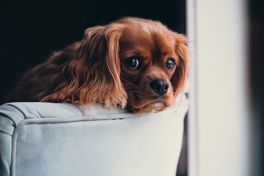Cachorro / StockSnap/Pixabay