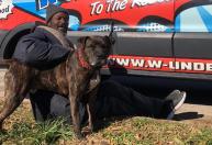 Morador de rua resgata todos os animais de um abrigo após incêndio