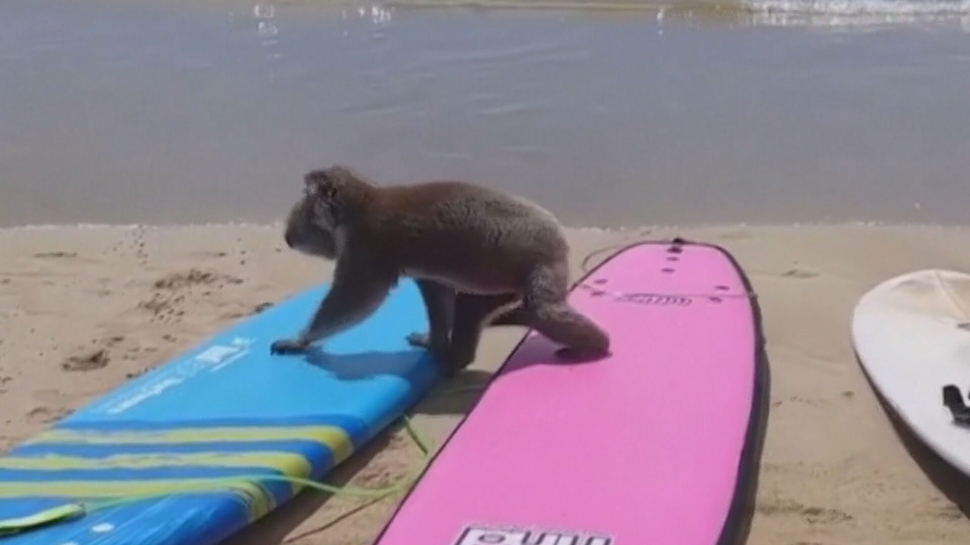 Coala surpreende banhistas em praia na Austrália (01.jan.2020)
