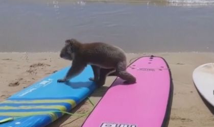 Coala surpreende banhistas na Austrália e entra no mar para fugir do calor; veja