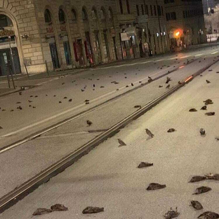 Pássaros são encontrados mortos após comemorações de Ano- Novo na Itália