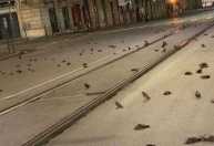 Pássaros são encontrados mortos após fogos de artifício de Ano-Novo na Itália