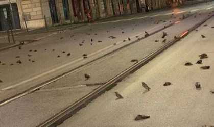 Pássaros são encontrados mortos após comemorações de Ano- Novo na Itália