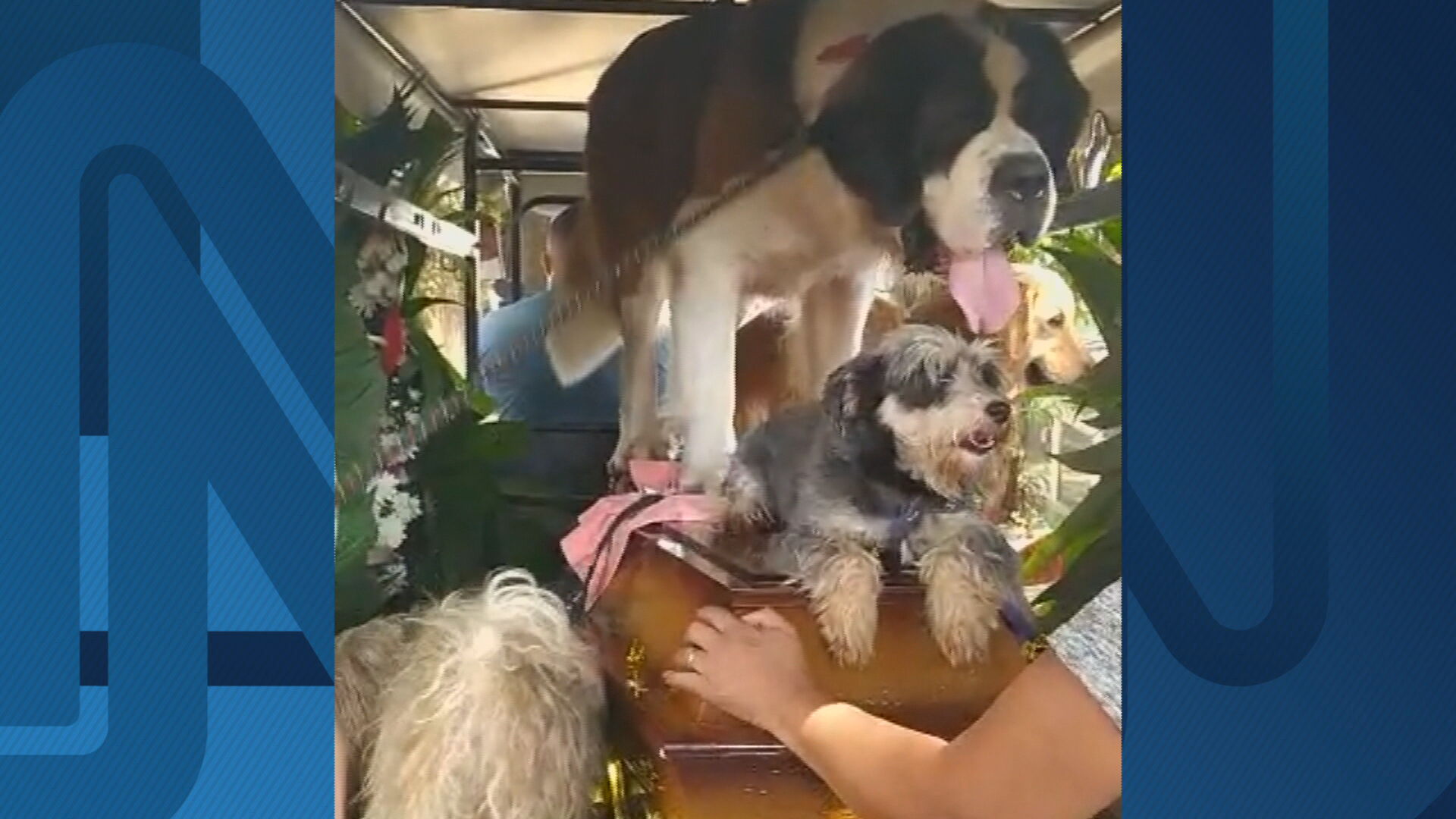 Enfermeira Maria Rosa Pedroso levou cães a velório de marido, vítima de Covid-19