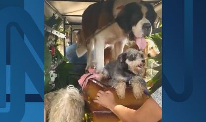 Cachorros vão a velório do dono, enfermeiro do Samu que foi vítima de Covid-19