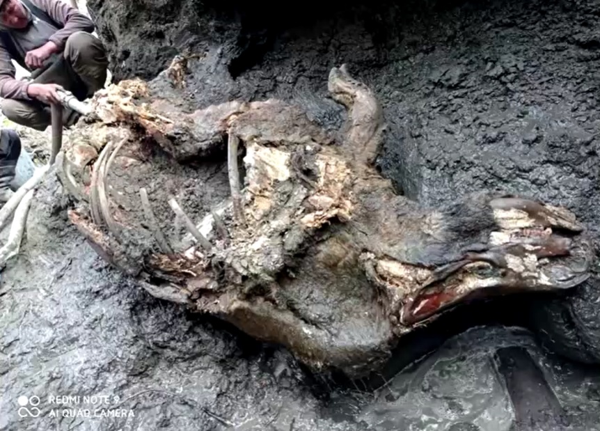 Rinoceronte da Era do Gelo foi encontrado com órgãos intactos na Rússia