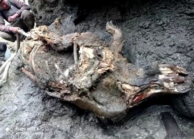 Rinoceronte da Era do Gelo foi encontrado com órgãos intactos na Rússia