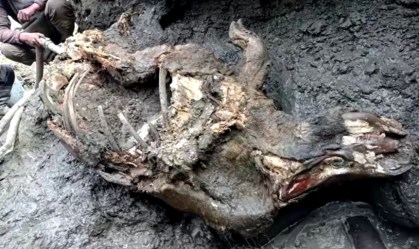 Rinoceronte da Era do Gelo foi encontrado com órgãos intactos na Rússia