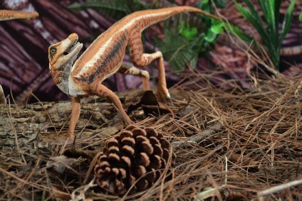 Ixalerpeton polesinensis