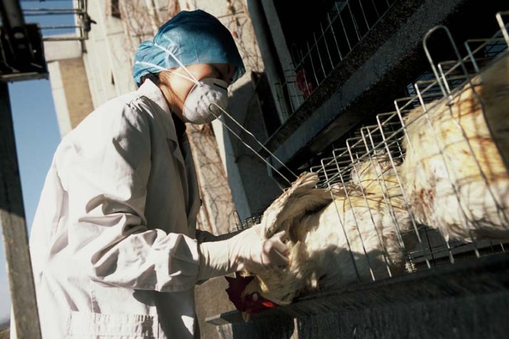 Surto de gripe aviária preocupa criadores de aves na Índia, mas não representa risco grave para humanos / Foto: Organização Mundial da Saúde (OMS)