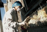 Argentina se junta à China e à UE na suspensão da compra de aves do Brasil