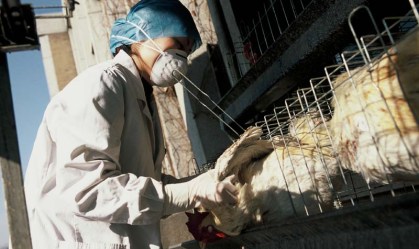 Argentina se junta à China e à UE na suspensão da compra de aves do Brasil