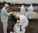 Estado de SP registra primeiro caso de gripe aviária do ano
