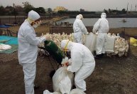 Situação da gripe aviária é “preocupante”, alerta OMS após casos de H5N1 em humanos no Camboja