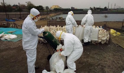 Estado de SP registra primeiro caso de gripe aviária do ano