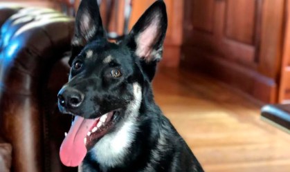 Major, cachorro de Joe Biden, vai ser empossado como primeiro-cão dos EUA
