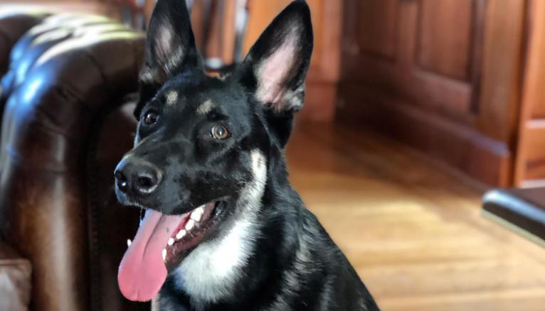 Cachorro dos Biden