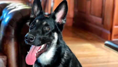 Cachorro dos Biden