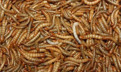 A do besouro Tenebrio molitor, mais conhecida como larva de farinha
